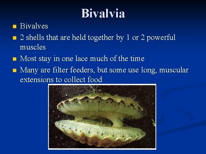 Bivalvia n n Bivalves 2 shells that are held together by 1 or 2