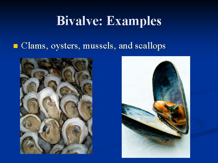 Bivalve: Examples n Clams, oysters, mussels, and scallops 