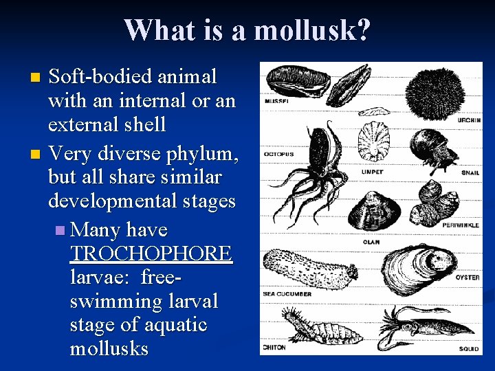 What is a mollusk? Soft-bodied animal with an internal or an external shell n