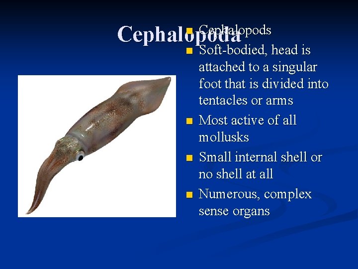 n Cephalopods Cephalopoda n n Soft-bodied, head is attached to a singular foot that