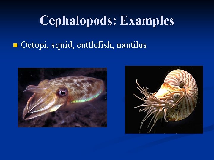 Cephalopods: Examples n Octopi, squid, cuttlefish, nautilus 