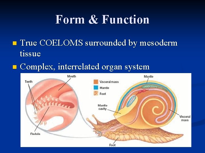 Form & Function True COELOMS surrounded by mesoderm tissue n Complex, interrelated organ system