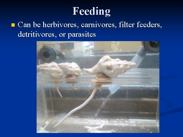 Feeding n Can be herbivores, carnivores, filter feeders, detritivores, or parasites 