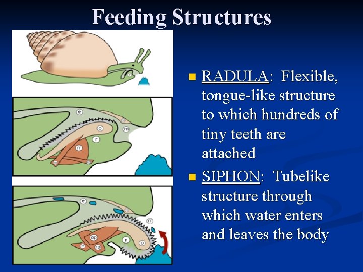 Feeding Structures RADULA: Flexible, tongue-like structure to which hundreds of tiny teeth are attached