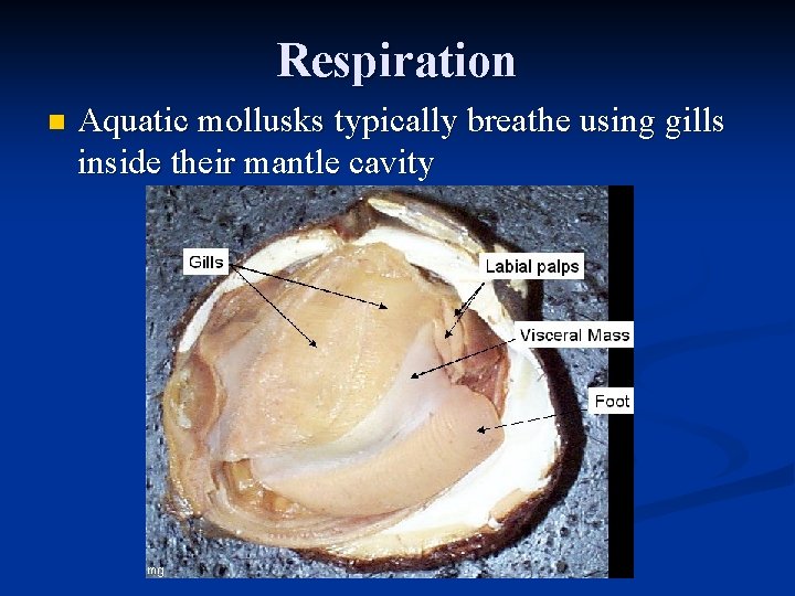 Respiration n Aquatic mollusks typically breathe using gills inside their mantle cavity 