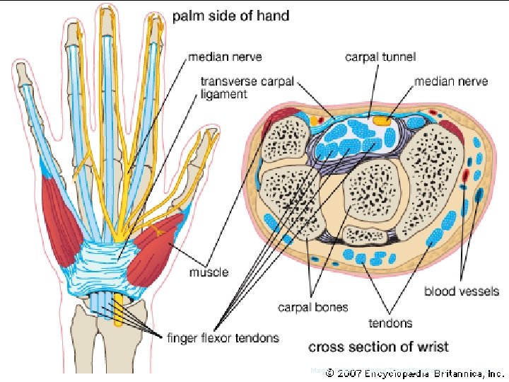 Magdy Dahab Carpal Tunnel Syndrome 4 