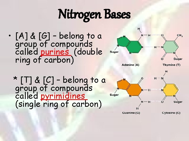 Nitrogen Bases • [A] & [G] – belong to a group of compounds called