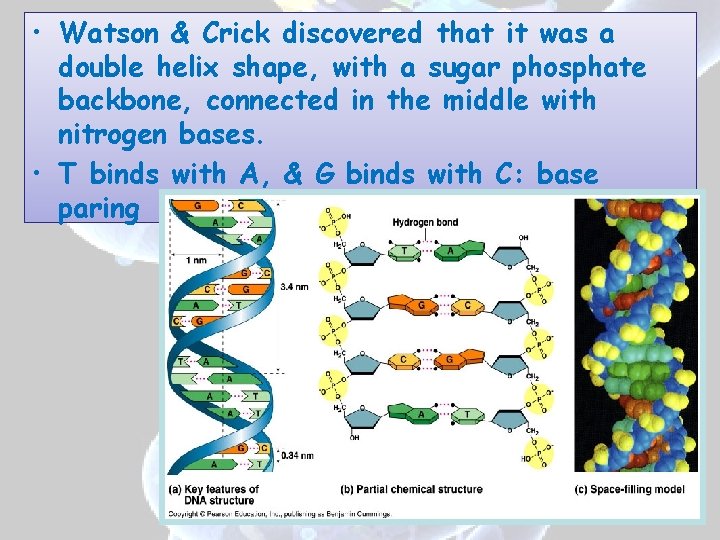  • Watson & Crick discovered that it was a double helix shape, with