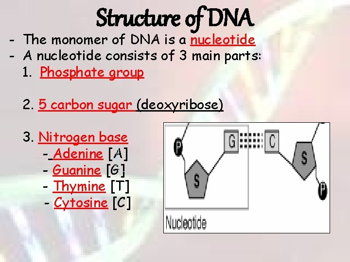 Structure of DNA - The monomer of DNA is a nucleotide - A nucleotide