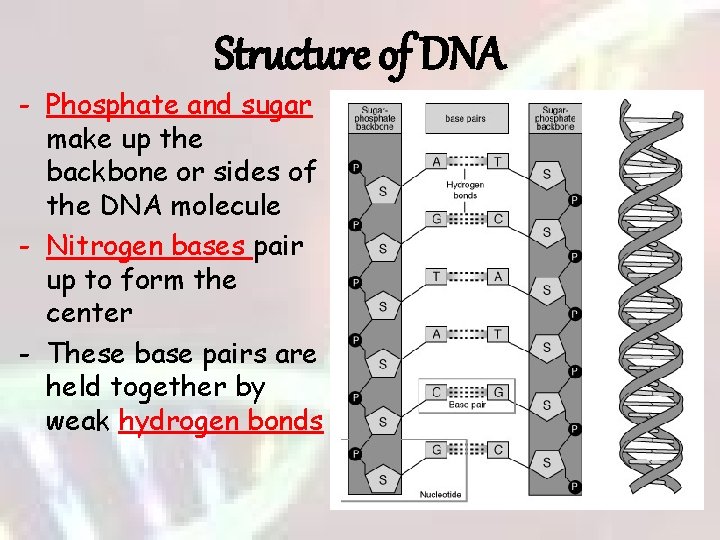 Structure of DNA - Phosphate and sugar make up the backbone or sides of