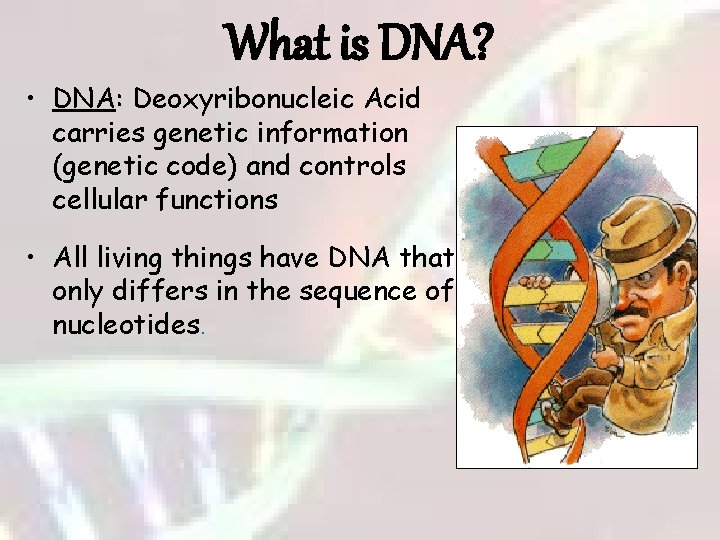 What is DNA? • DNA: Deoxyribonucleic Acid carries genetic information (genetic code) and controls