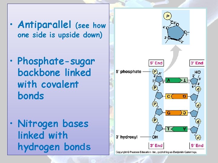  • Antiparallel (see how one side is upside down) • Phosphate-sugar backbone linked