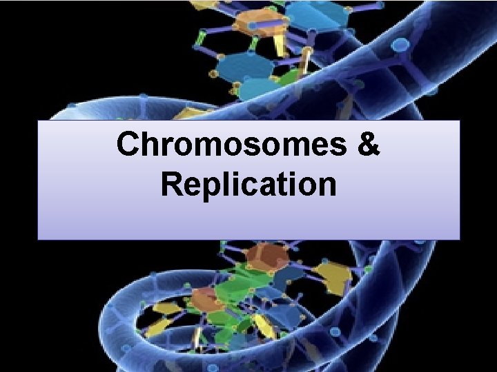 Chromosomes & Replication 