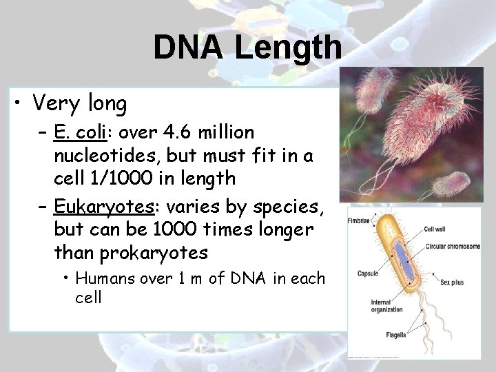 DNA Length • Very long – E. coli: over 4. 6 million nucleotides, but