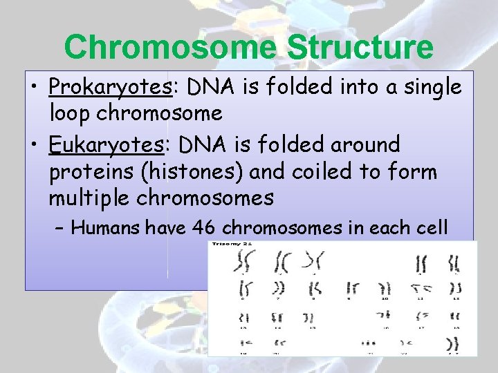 Chromosome Structure • Prokaryotes: DNA is folded into a single loop chromosome • Eukaryotes: