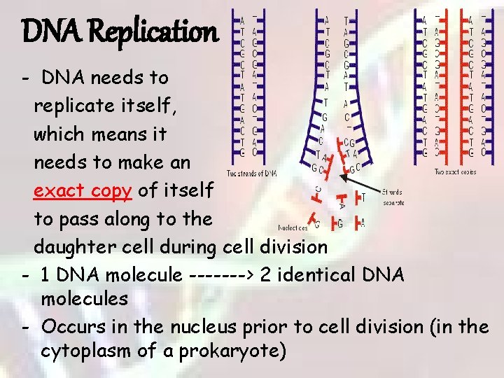 DNA Replication - DNA needs to replicate itself, which means it needs to make