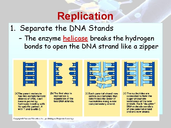 Replication 1. Separate the DNA Stands – The enzyme helicase breaks the hydrogen bonds