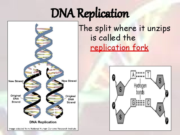 DNA Replication The split where it unzips is called the replication fork 