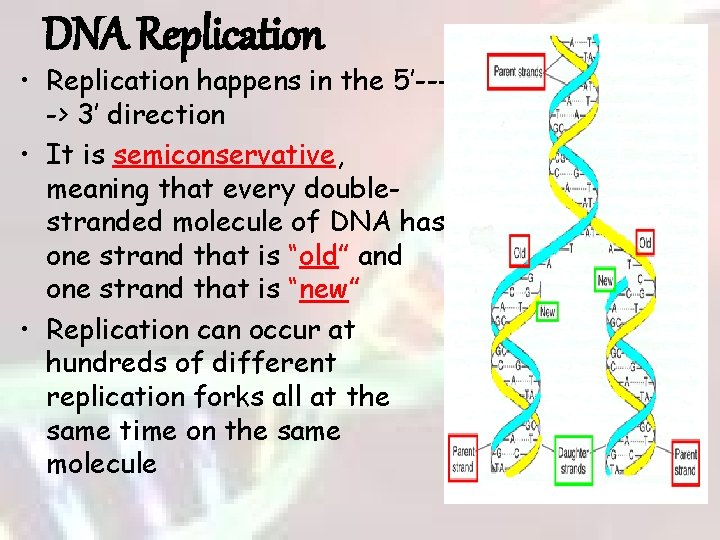 DNA Replication • Replication happens in the 5’---> 3’ direction • It is semiconservative,