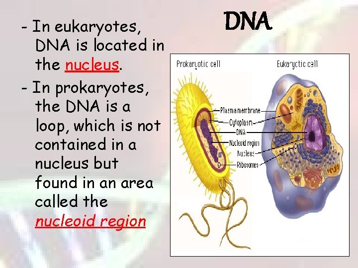 - In eukaryotes, DNA is located in the nucleus. - In prokaryotes, the DNA