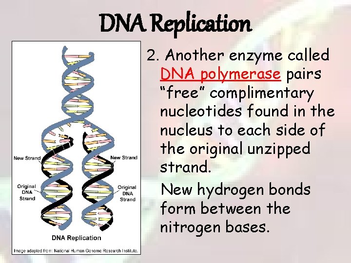 DNA Replication 2. Another enzyme called DNA polymerase pairs “free” complimentary nucleotides found in