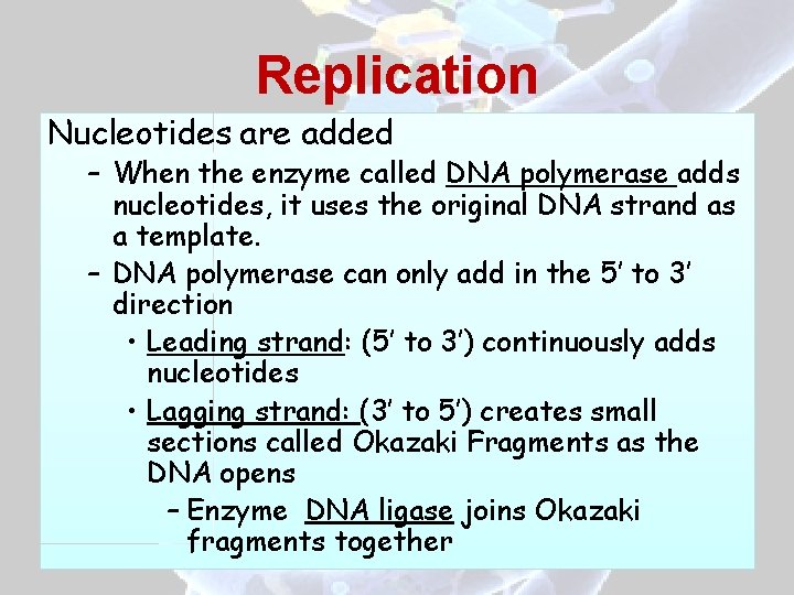 Replication Nucleotides are added – When the enzyme called DNA polymerase adds nucleotides, it