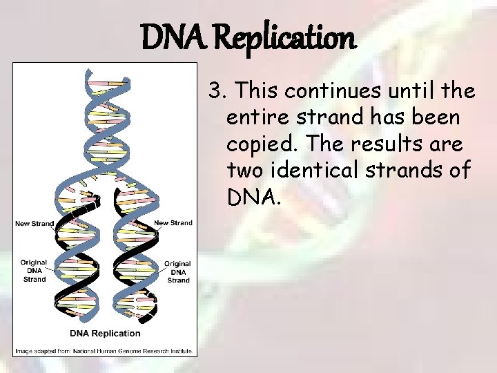 DNA Replication 3. This continues until the entire strand has been copied. The results