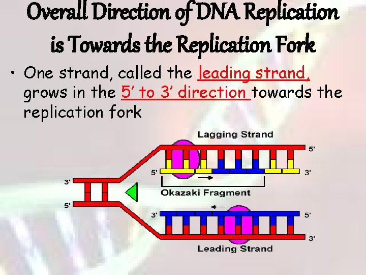 Overall Direction of DNA Replication is Towards the Replication Fork • One strand, called