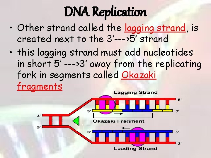 DNA Replication • Other strand called the lagging strand, is created next to the