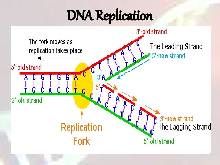 DNA Replication 