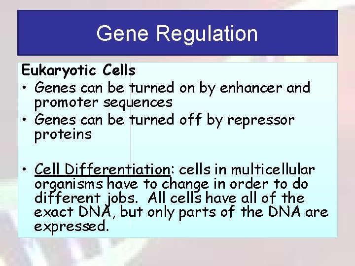 Gene Regulation Eukaryotic Cells • Genes can be turned on by enhancer and promoter