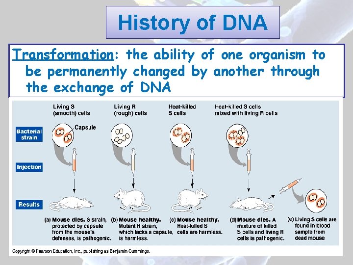 History of DNA Transformation: the ability of one organism to be permanently changed by