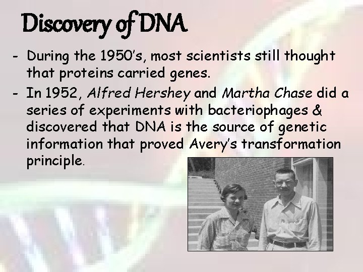 Discovery of DNA - During the 1950’s, most scientists still thought that proteins carried