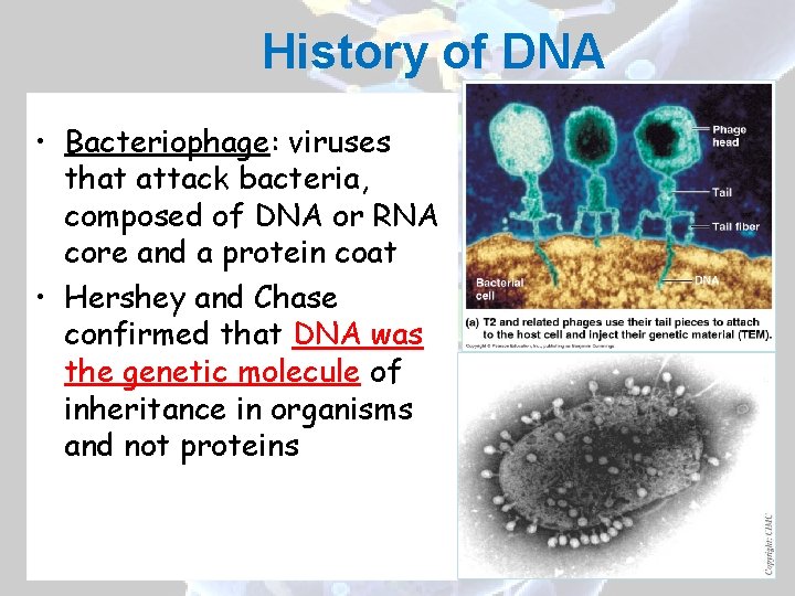 History of DNA • Bacteriophage: viruses that attack bacteria, composed of DNA or RNA