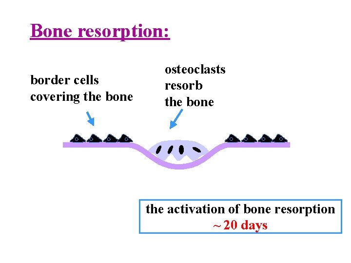 Metabolism of calcium and phosphates Regulation of bone
