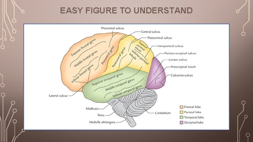 EASY FIGURE TO UNDERSTAND 