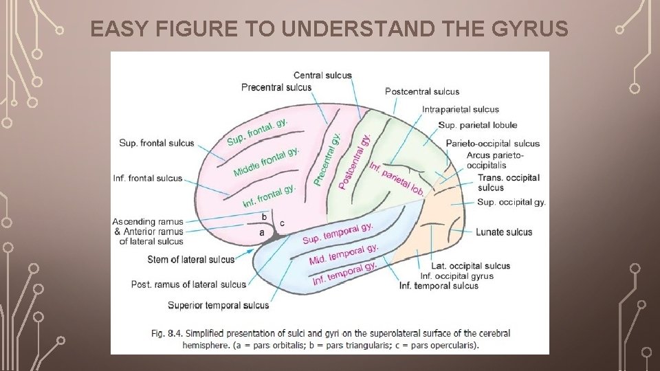 EASY FIGURE TO UNDERSTAND THE GYRUS 