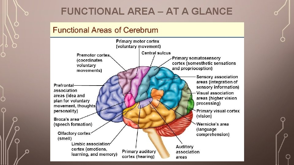 FUNCTIONAL AREA – AT A GLANCE 