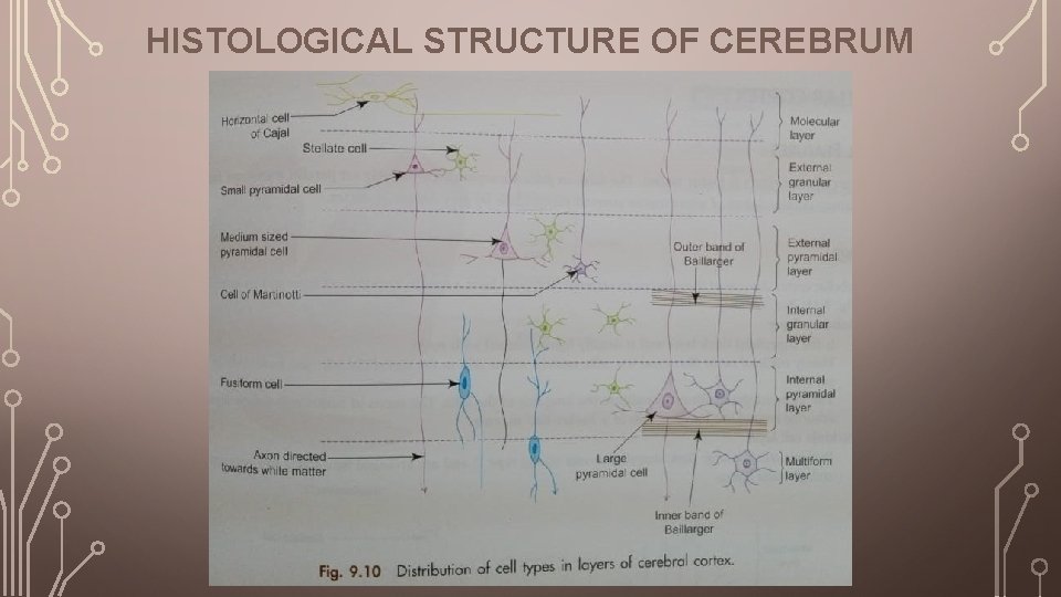 HISTOLOGICAL STRUCTURE OF CEREBRUM 