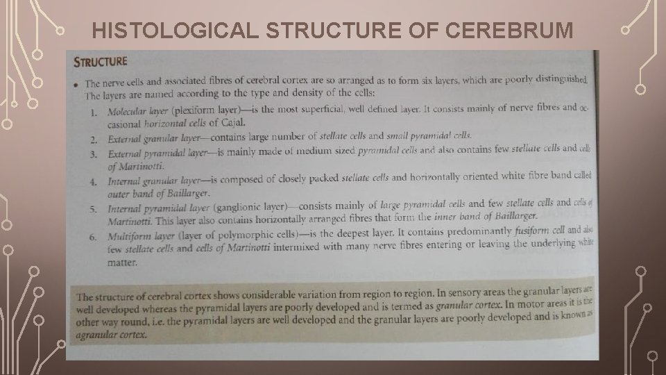 HISTOLOGICAL STRUCTURE OF CEREBRUM 