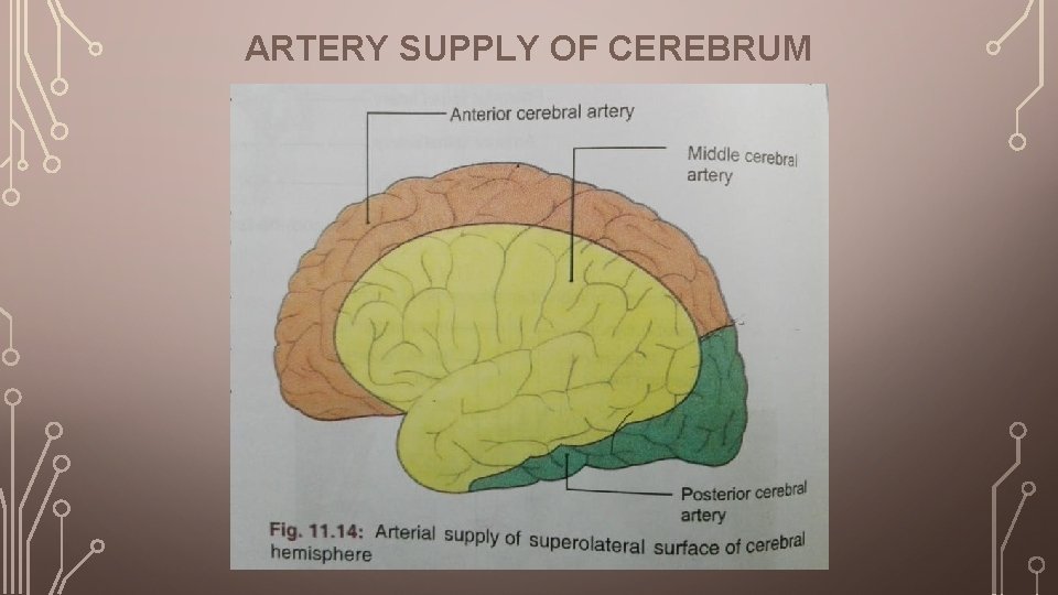 ARTERY SUPPLY OF CEREBRUM 
