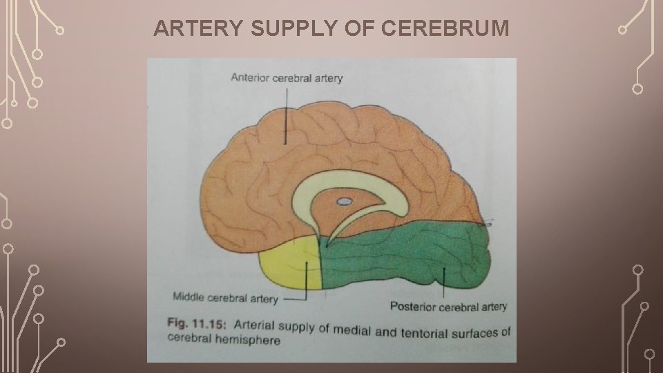ARTERY SUPPLY OF CEREBRUM 