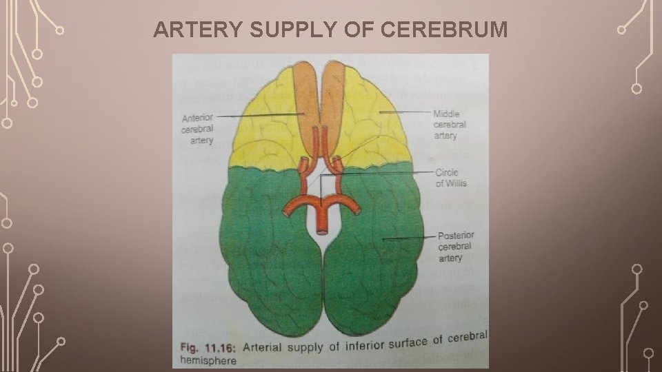ARTERY SUPPLY OF CEREBRUM 