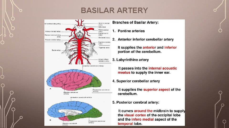 BASILAR ARTERY 