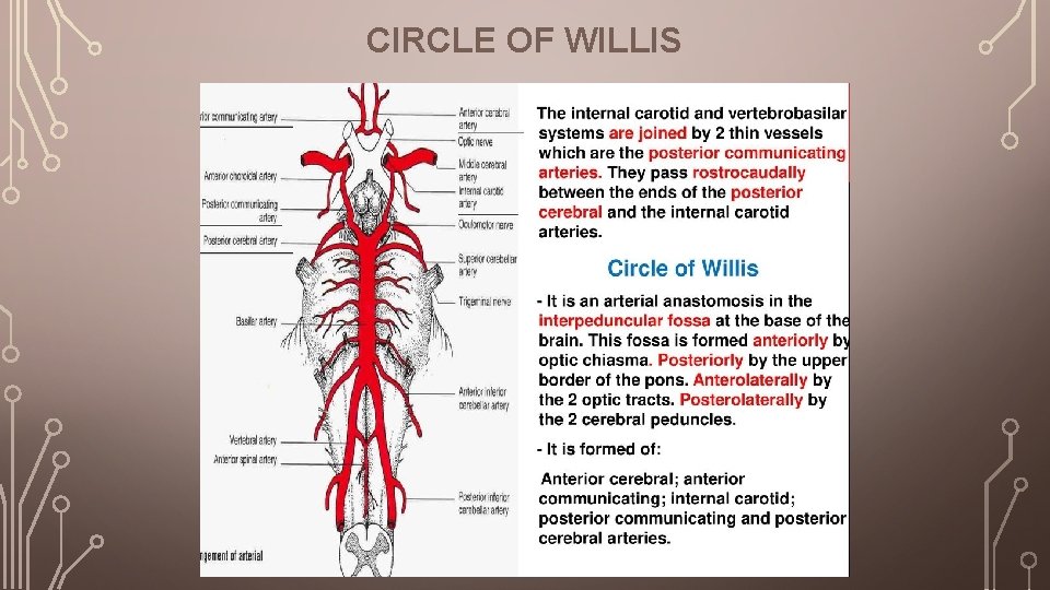 CIRCLE OF WILLIS 