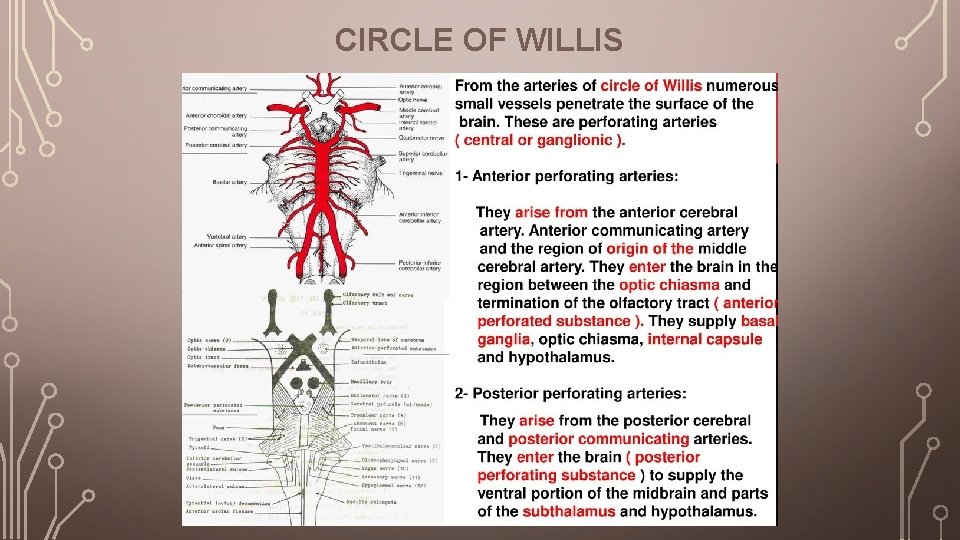 CIRCLE OF WILLIS 