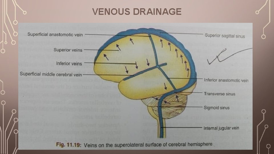 VENOUS DRAINAGE 