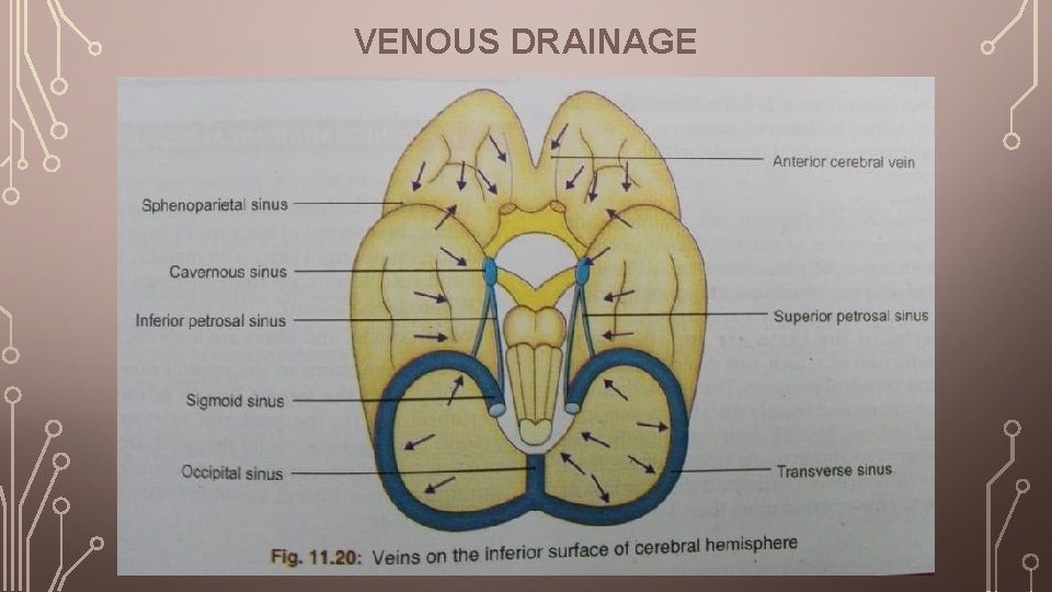 VENOUS DRAINAGE 