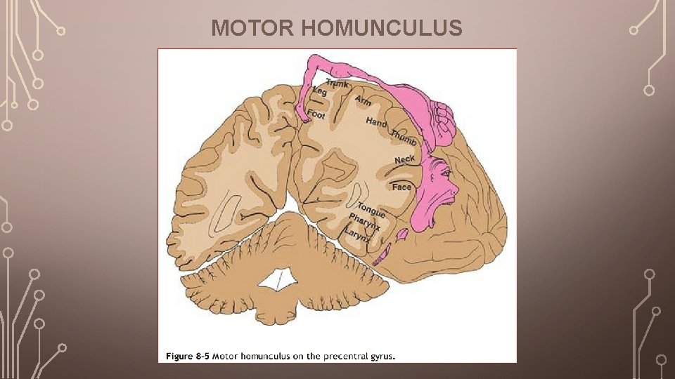 MOTOR HOMUNCULUS 