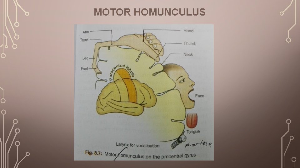 MOTOR HOMUNCULUS 